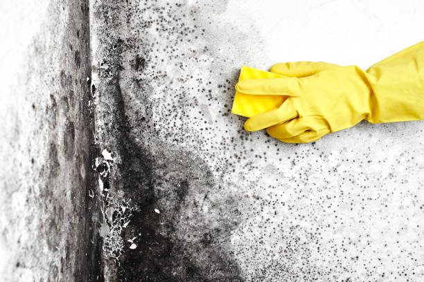 Best Mold Cleaning Services  in Alamosa East, CO