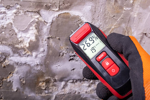 Best Best Mold Removal Companies  in Alamosa East, CO