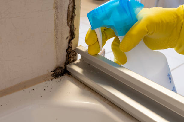 Best Mold Remediation  in Alamosa East, CO