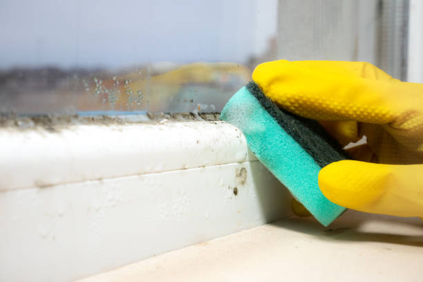 Best Crawl Space Mold Removal  in Alamosa East, CO
