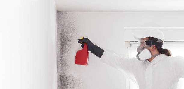 Best Affordable Mold Removal  in Alamosa East, CO