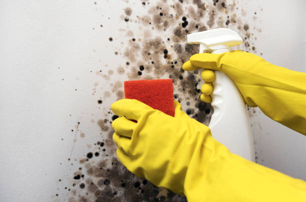 Best Certified Mold Removal  in Alamosa East, CO