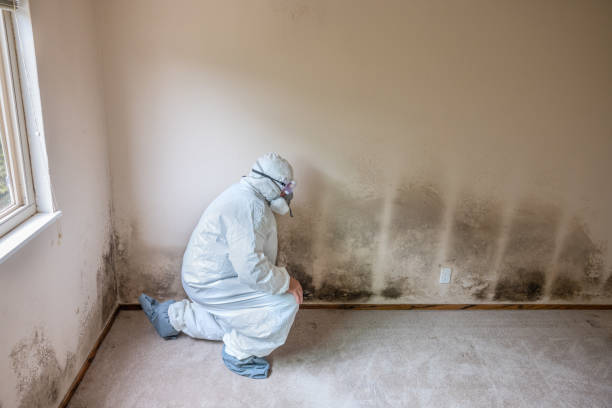 Attic Mold Removal in Alamosa East, CO