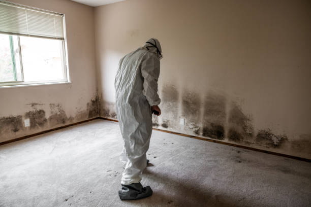 Best Home Mold Removal  in Alamosa East, CO
