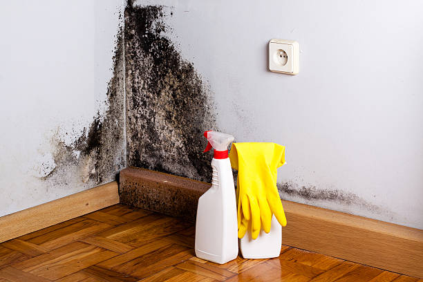 Professional Mold Removal in Alamosa East, CO