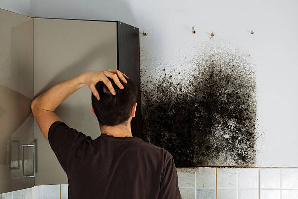 Best Mold Testing and Removal  in Alamosa East, CO