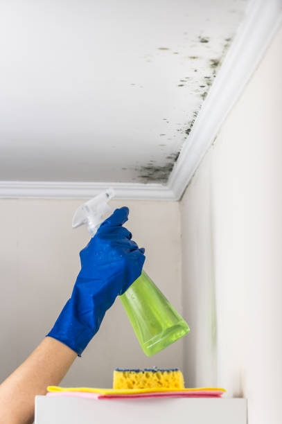 Best Same-Day Mold Removal  in Alamosa East, CO