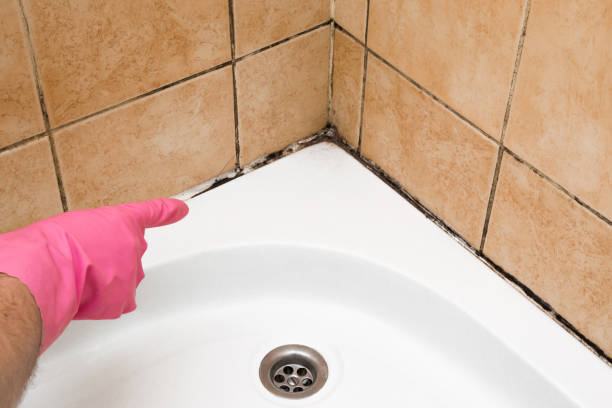 Best Attic Mold Removal  in Alamosa East, CO